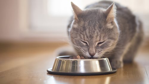 chat qui mange - nutrition animaux