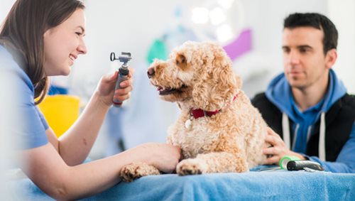 Ophtalmologie chien