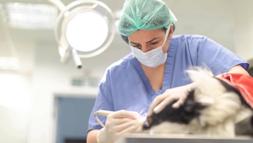 dentisterie chien